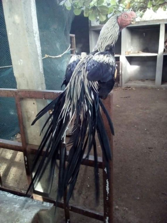 Aseel chicken