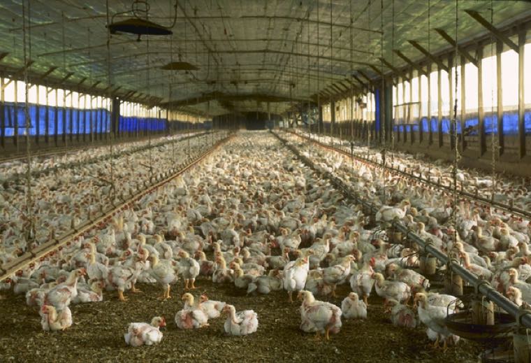 Ross 308 chicken
