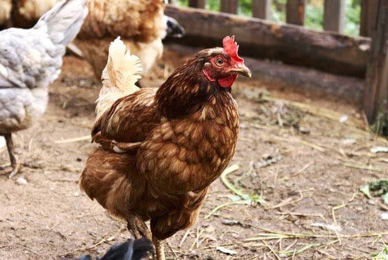 Lohmann Brown chicken
