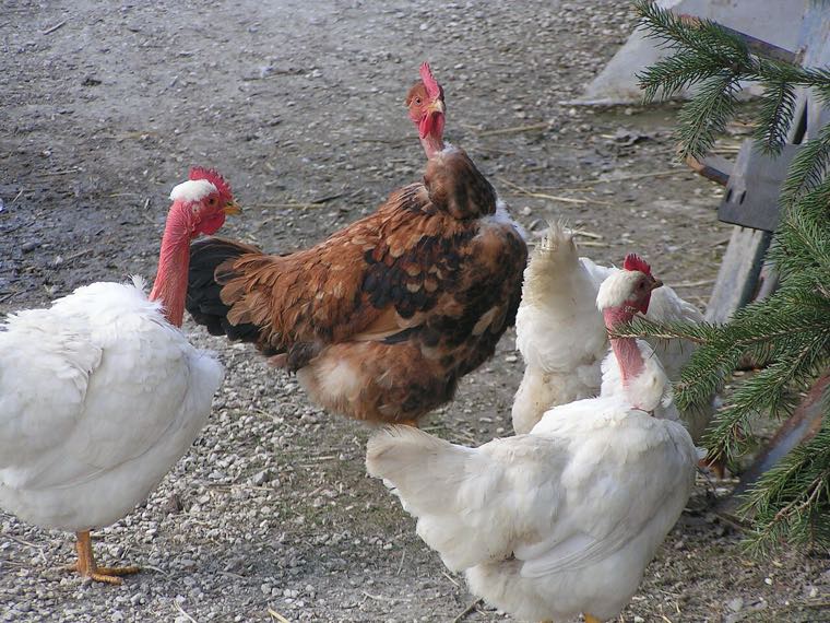 Naked Neck chicken
