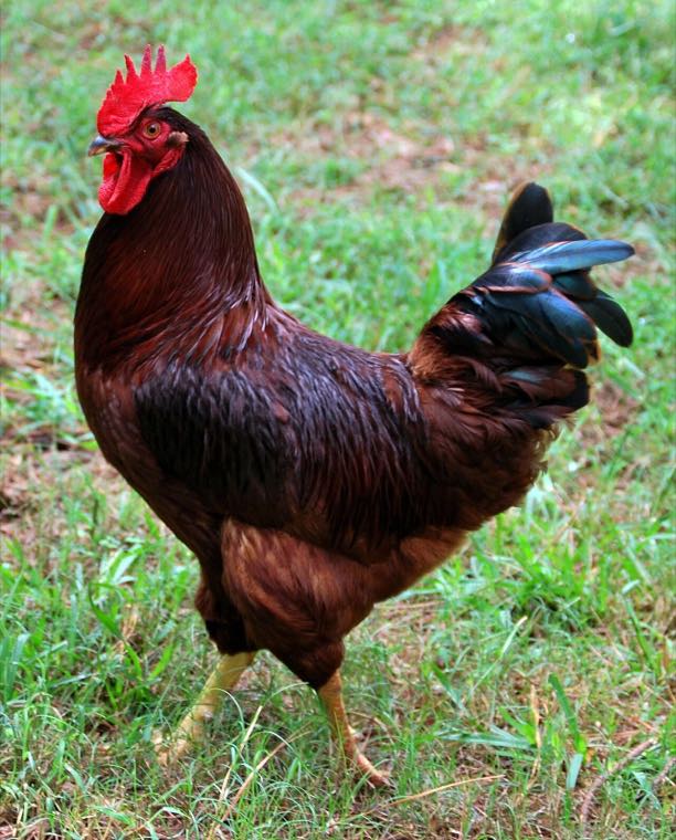 Rhode Island Red chicken